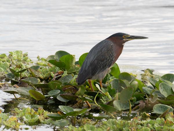 Green heron (Butorides virescens)